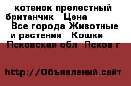 котенок прелестный британчик › Цена ­ 12 000 - Все города Животные и растения » Кошки   . Псковская обл.,Псков г.